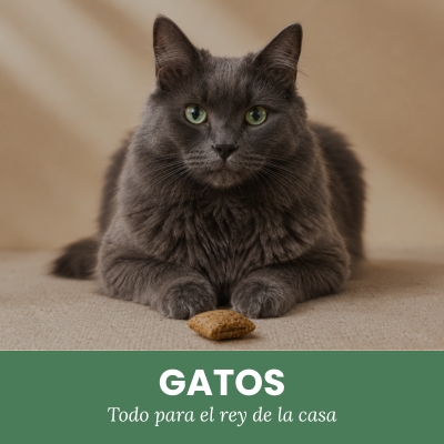 Gatos